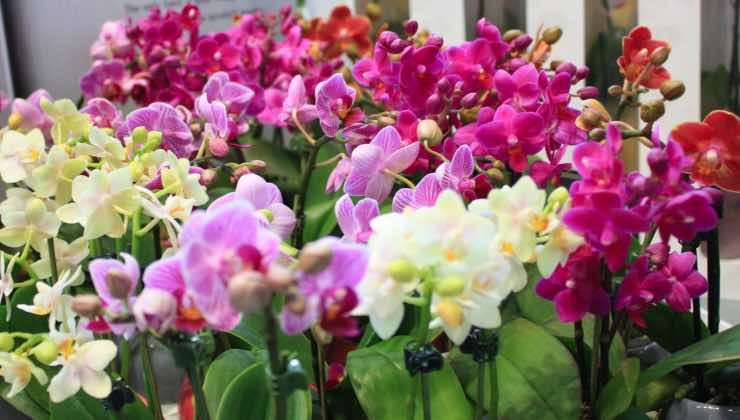 wie man Orchideen zum Blühen bringt