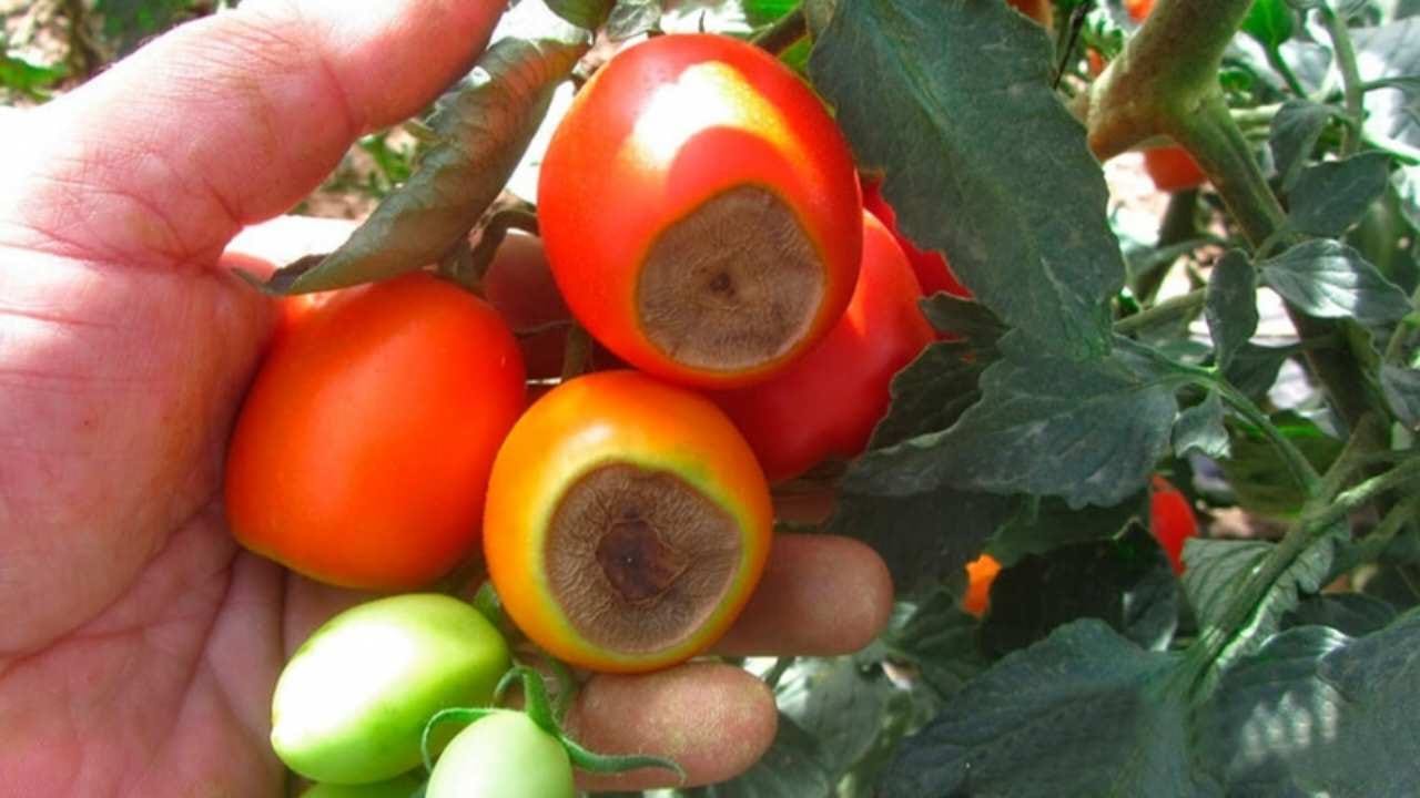 Warum Tomaten an der Spitze schwarz werden