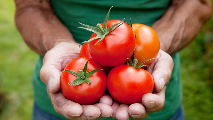 Tomaten ernten